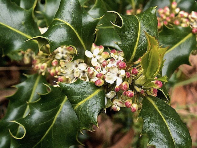 Aquifoliales
